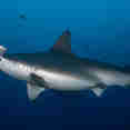 Shark - Solmar V
