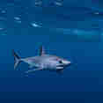 Shark - Solmar V