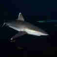 Shark - Solmar V