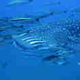 Requin baleine - Raja Manta