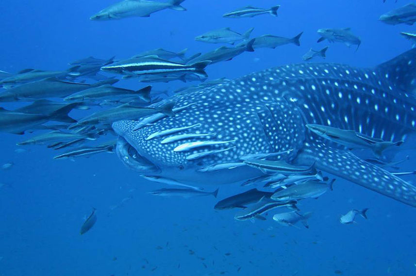 Requin baleine - Raja Manta