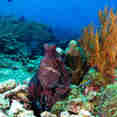 Corail  - Raja Manta