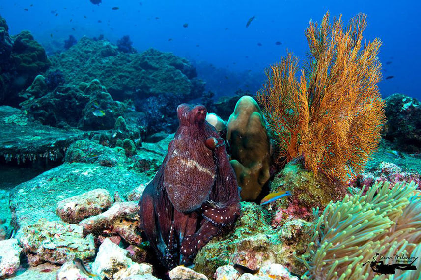 Corail  - Raja Manta