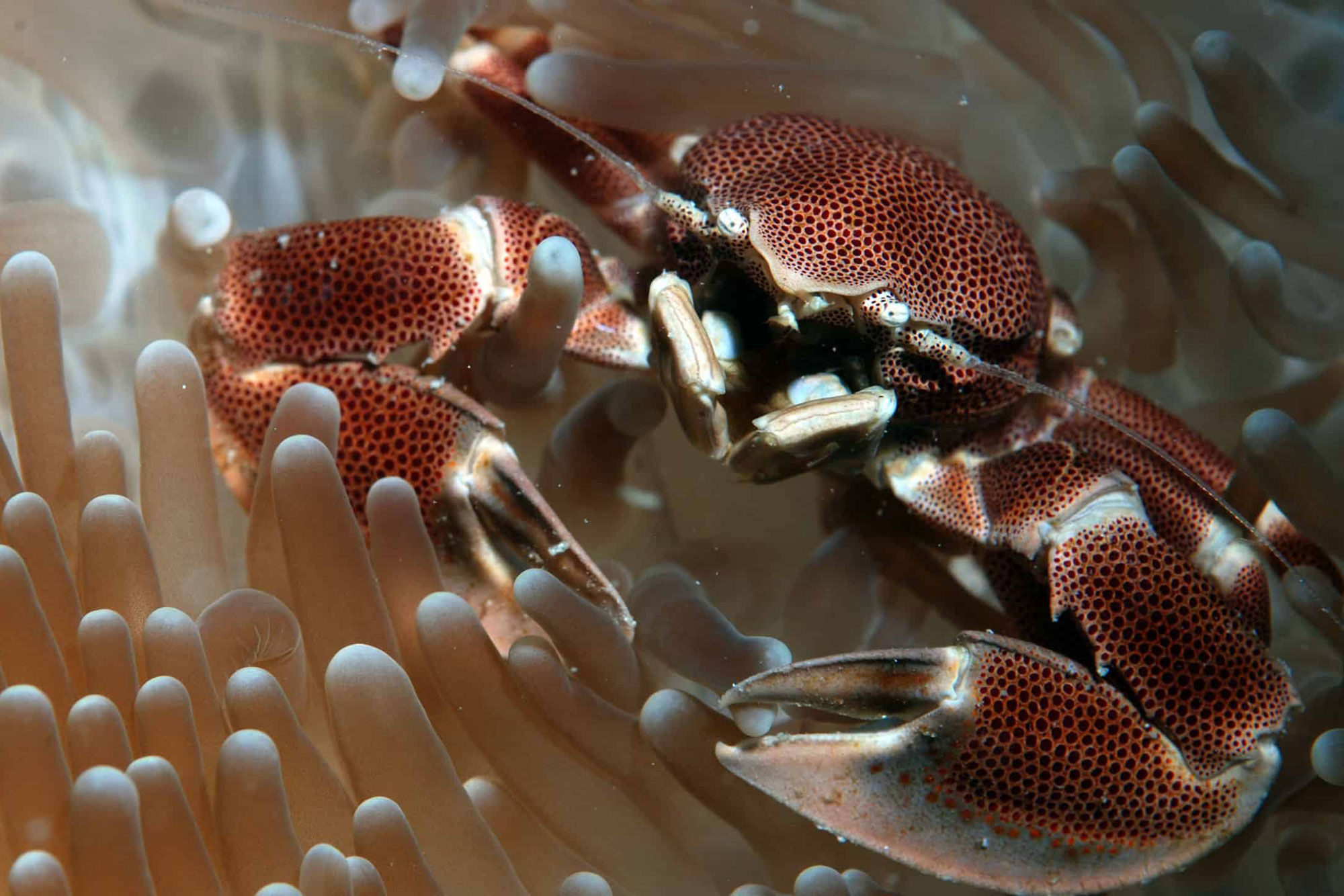 Marine Life - Sea Pearl Liveaboard