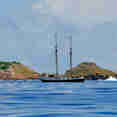 Sea Pearl