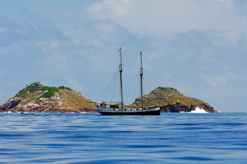 Sea Pearl