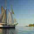 Sea Pearl
