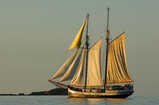 Sea Pearl