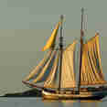 Sea Pearl