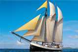 Sea Pearl