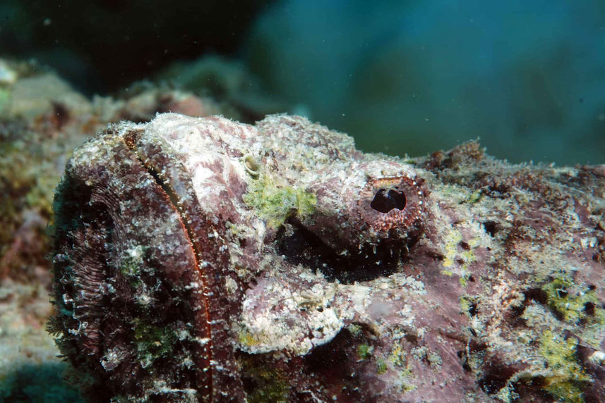 Marine Life - Sea Pearl Liveaboard