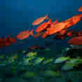 Marine Life - Sea Pearl