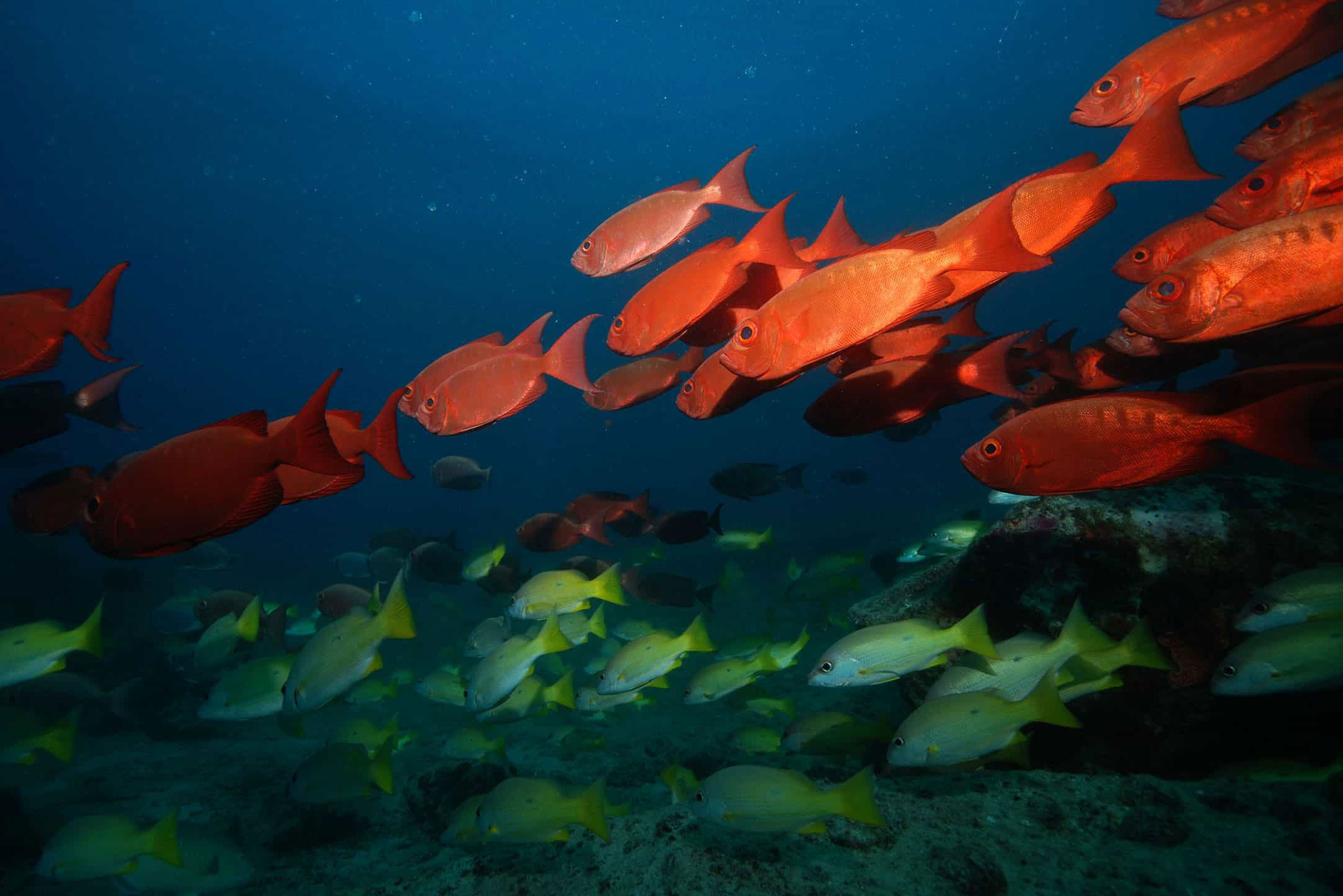 Marine Life - Sea Pearl Liveaboard