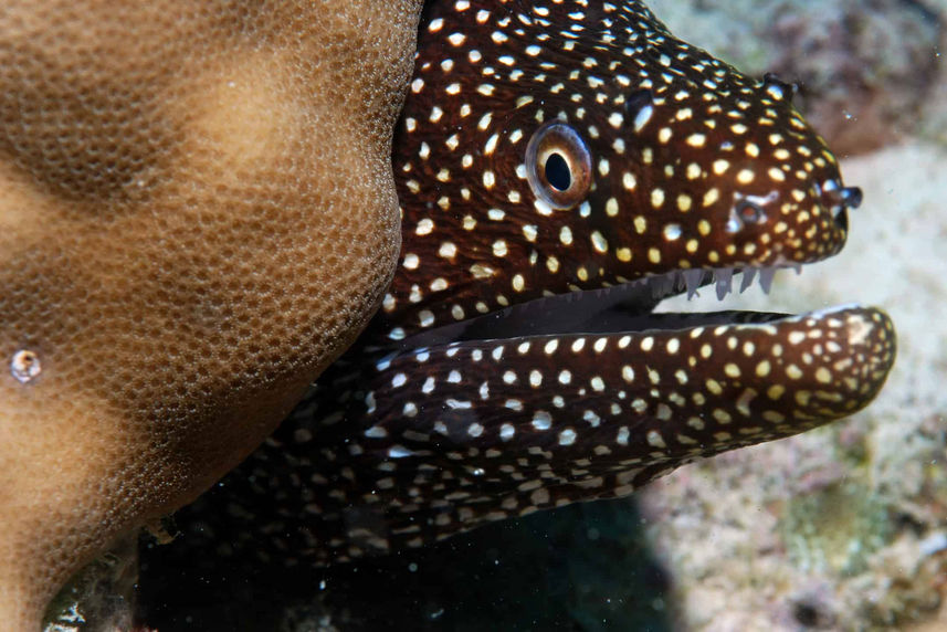 Marine Life - Sea Pearl Liveaboard