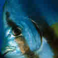 Marine Life - Sea Pearl