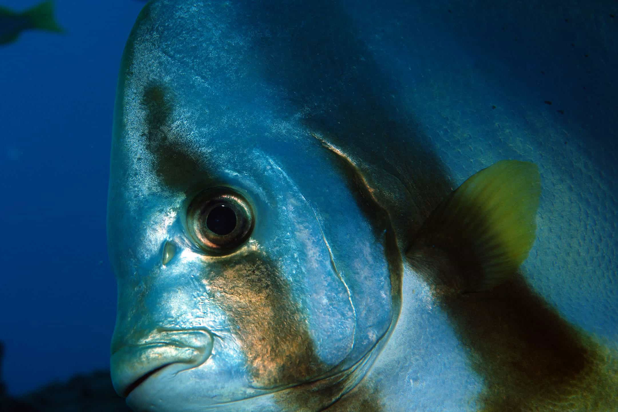 Marine Life - Sea Pearl Liveaboard