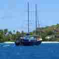 Sea Bird