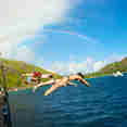 Diving