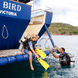 #diveplatform  - Sea Bird