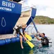 #diveplatform  - Sea Bird & Sea Star