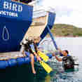 #diveplatform  - Sea Bird  Sea Star