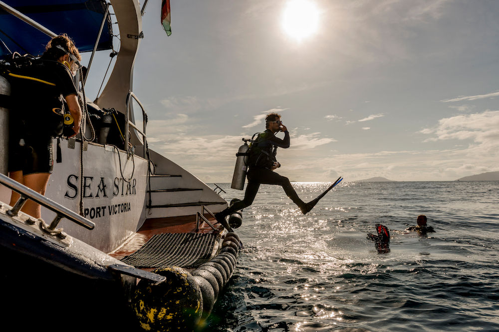 #diving  - Sea Bird