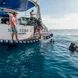 #diving  - Sea Bird & Sea Star