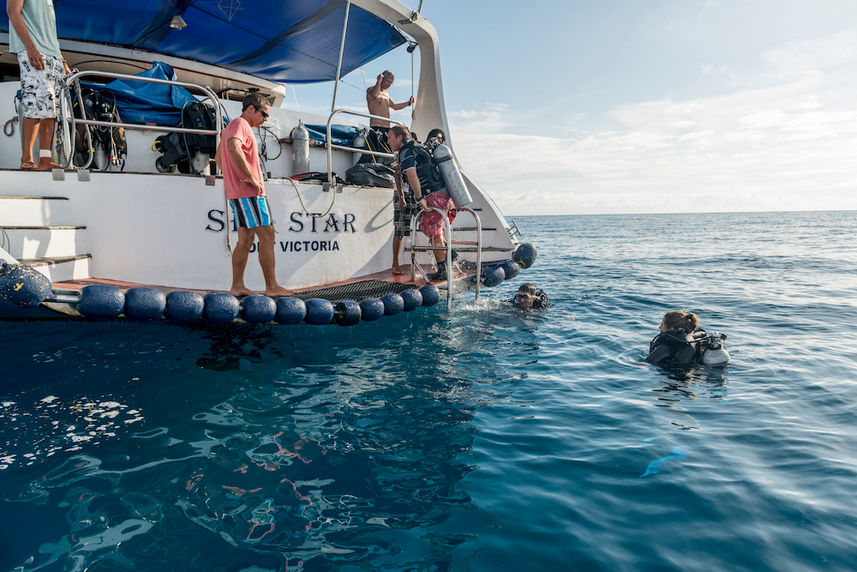 #diving  - Sea Bird & Sea Star