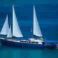 Sea Bird