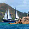 Sea Bird