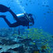 Recife de Coral - Tiger Blue