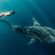 Requin baleine - Tiger Blue
