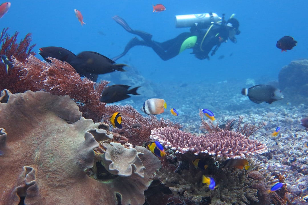 Tiger Blue, Indonesia - LiveAboard.com
