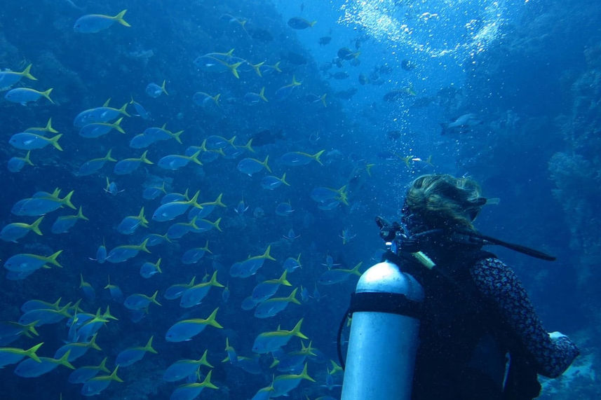 Vida Marinha - Tiger Blue