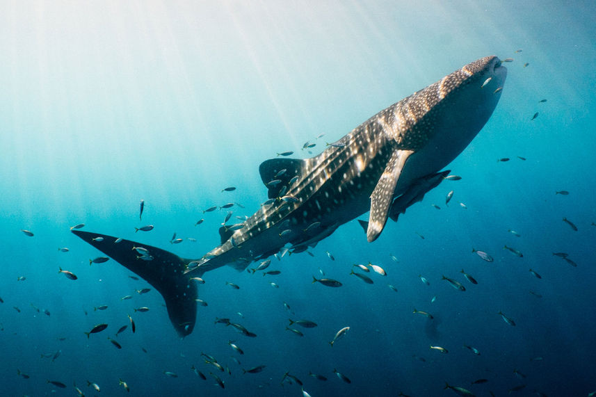 Requin baleine - Tiger Blue