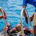 Dive Platform - Emperor Asmaa