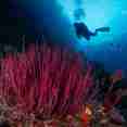Underwater