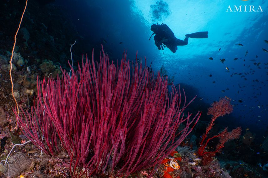 Underwater