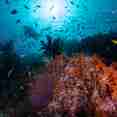 Underwater