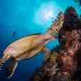 Underwater