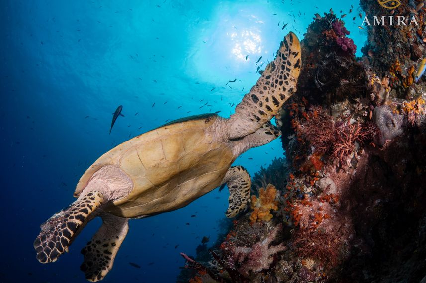 Underwater
