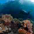 Underwater