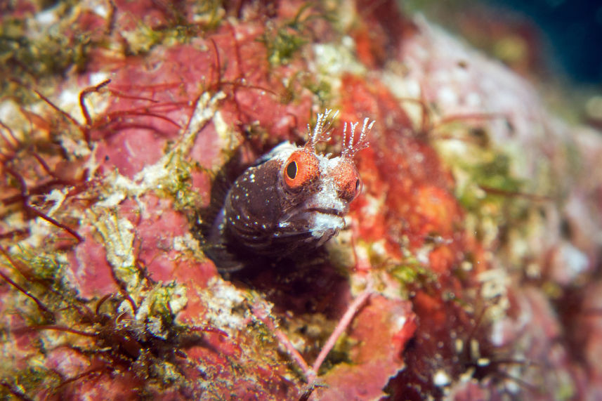 Marine Life - Turks and Caicos Explorer