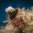 Marine Life - Turks and Caicos Explorer II