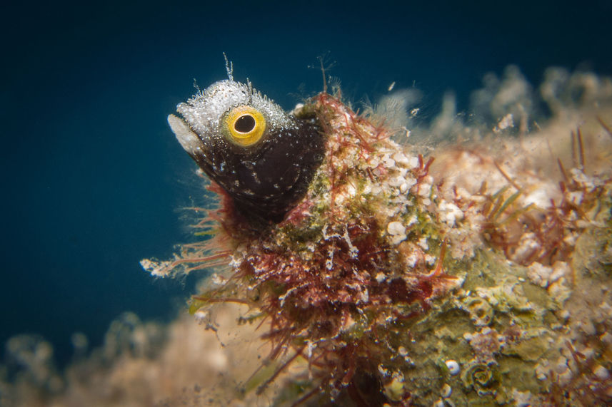 Marine Life - Turks and Caicos Explorer