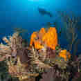 Marine Life - Turks and Caicos Explorer II