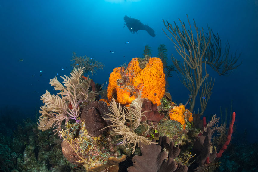 Marine Life - Turks and Caicos Explorer