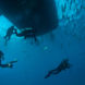 Marine Life - Turks and Caicos Explorer
