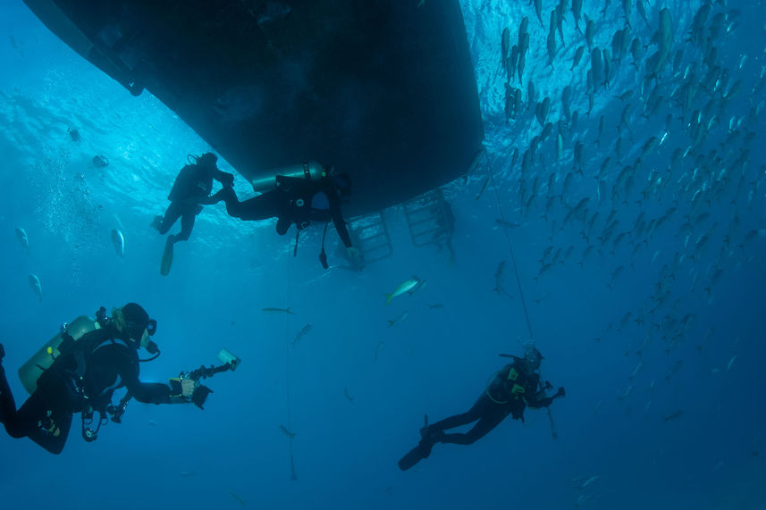 Marine Life - Turks and Caicos Explorer