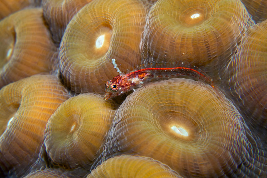 Vie aquatique - Turks and Caicos Explorer